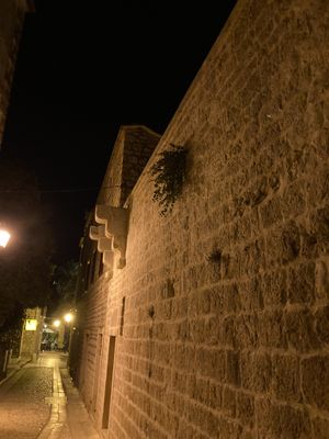 Caper bush on a wall