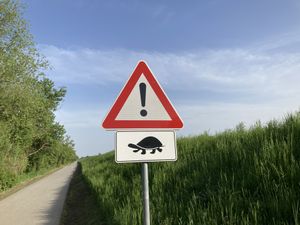 Beware Tortoise