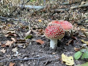 Fly agaric