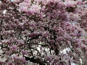 Blooming Magnolia