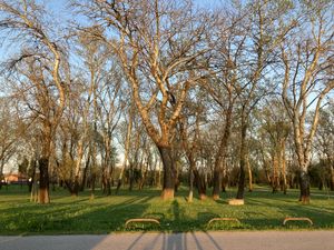 Birch grove