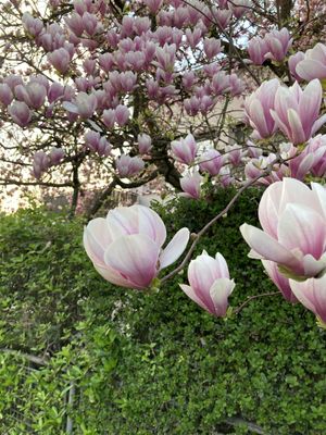 Blooming magnolia