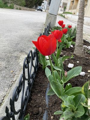Tulips